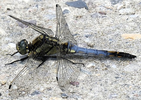 Dragonfly