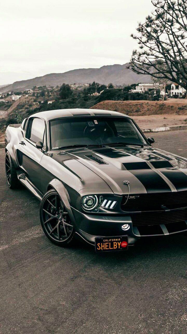 shelby