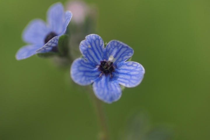 beautiful blue tiny flower
