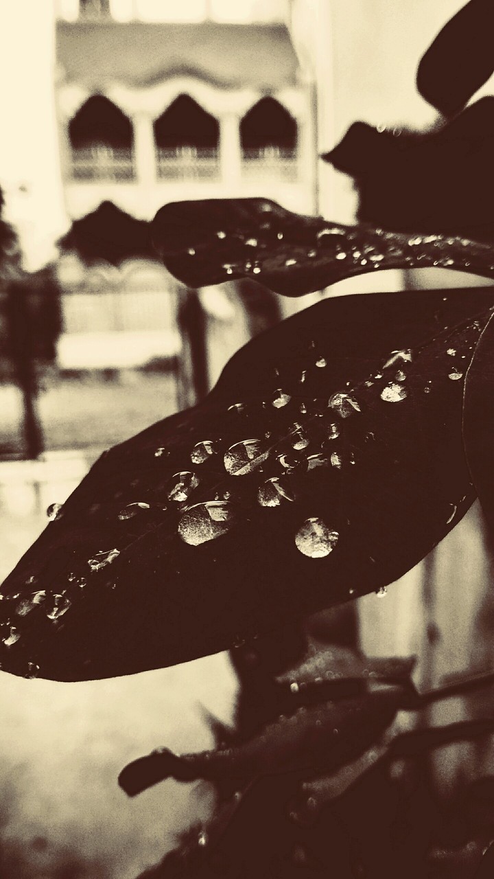 Monochrome leaf