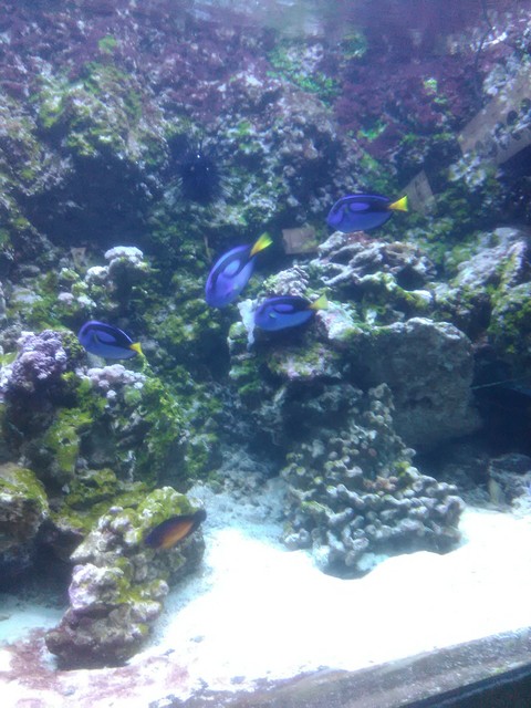 Dory