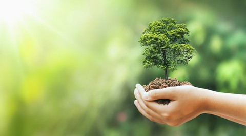 September, 21- Tree Day