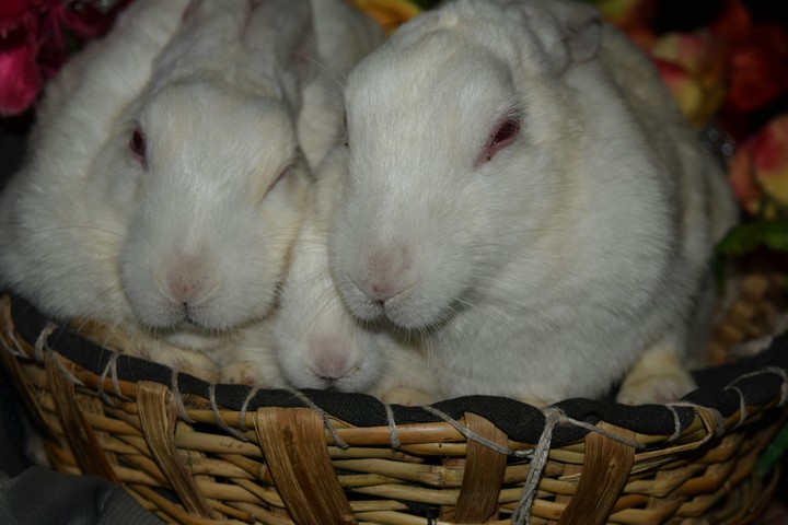 rabbit