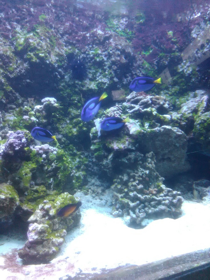 Dory