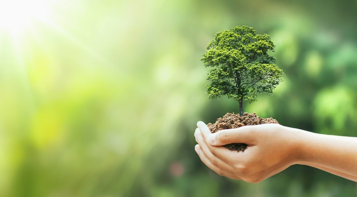 September, 21- Tree Day