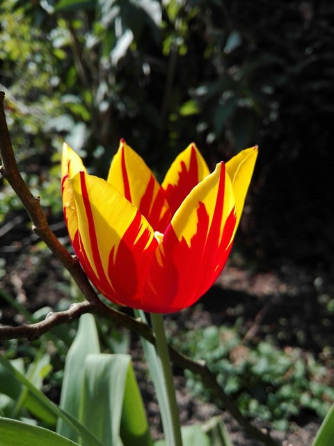 Tulpe