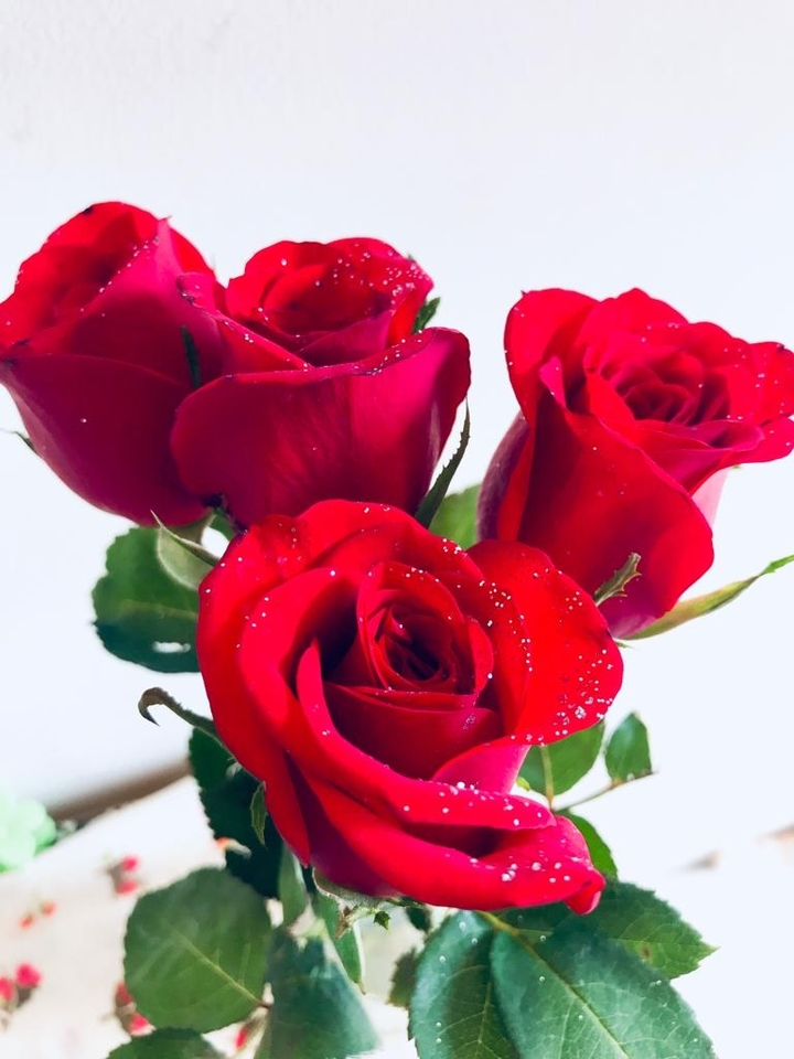 Red Rose