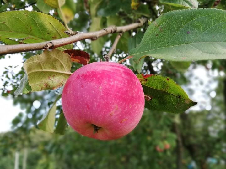 yss000011