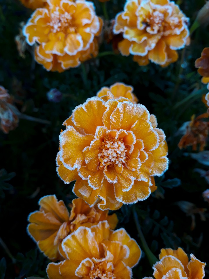 In the morning after frost
