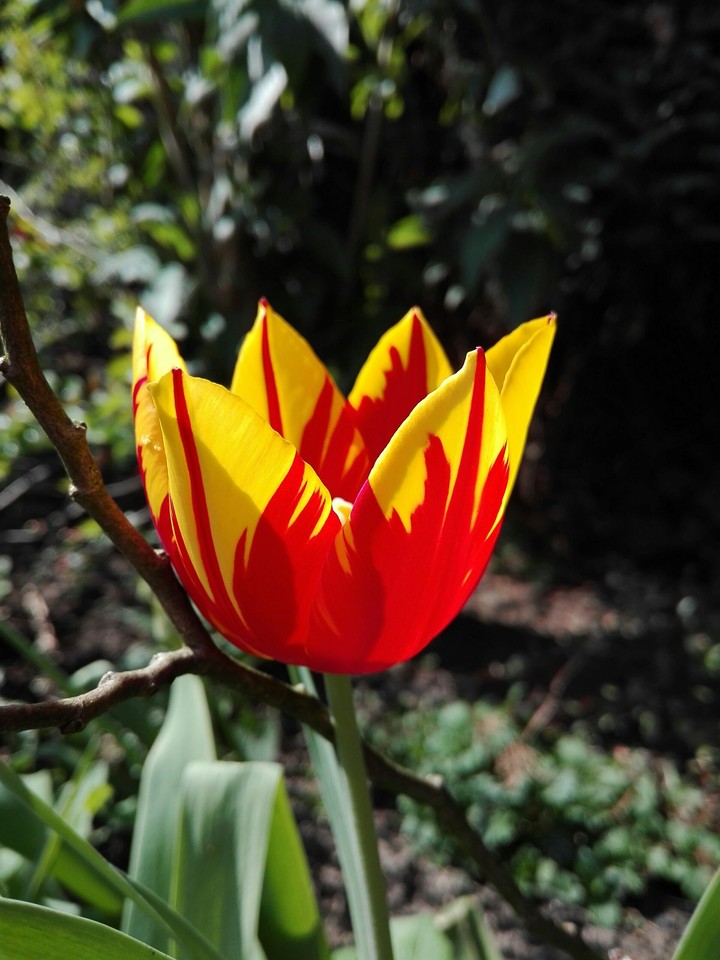 Tulpe