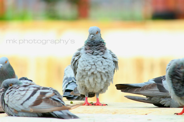 mk photography's