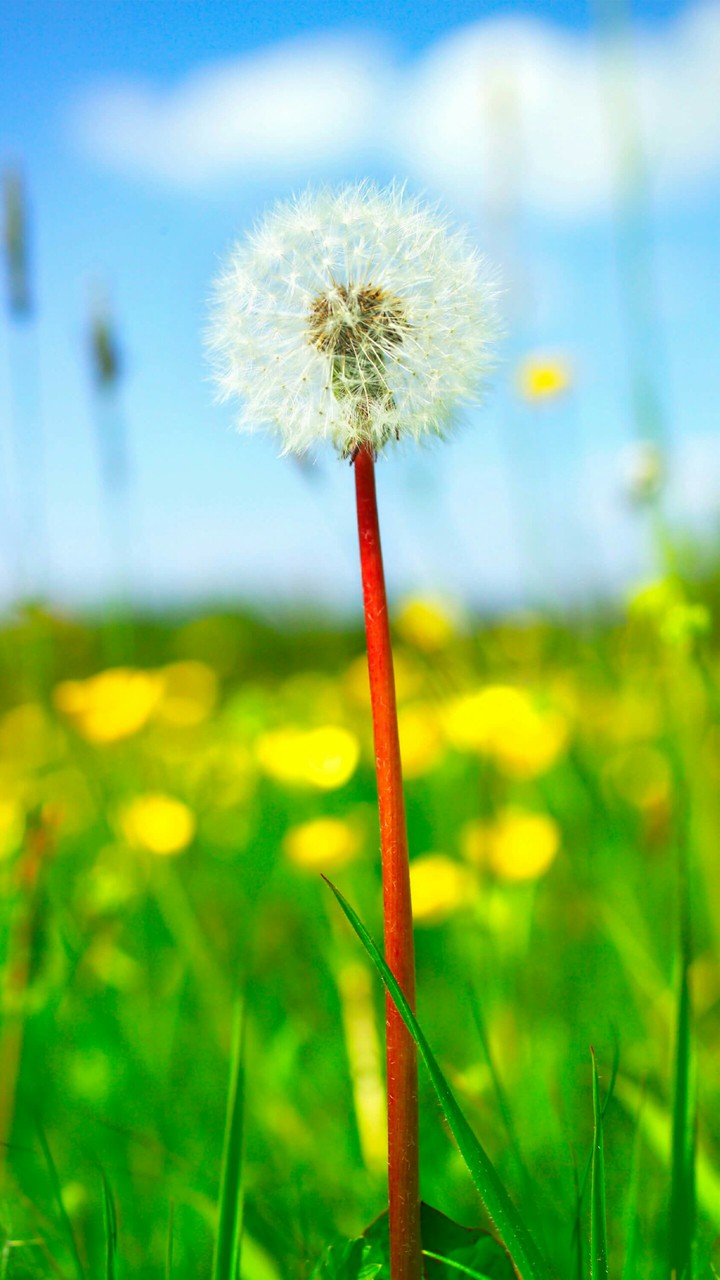 Nature