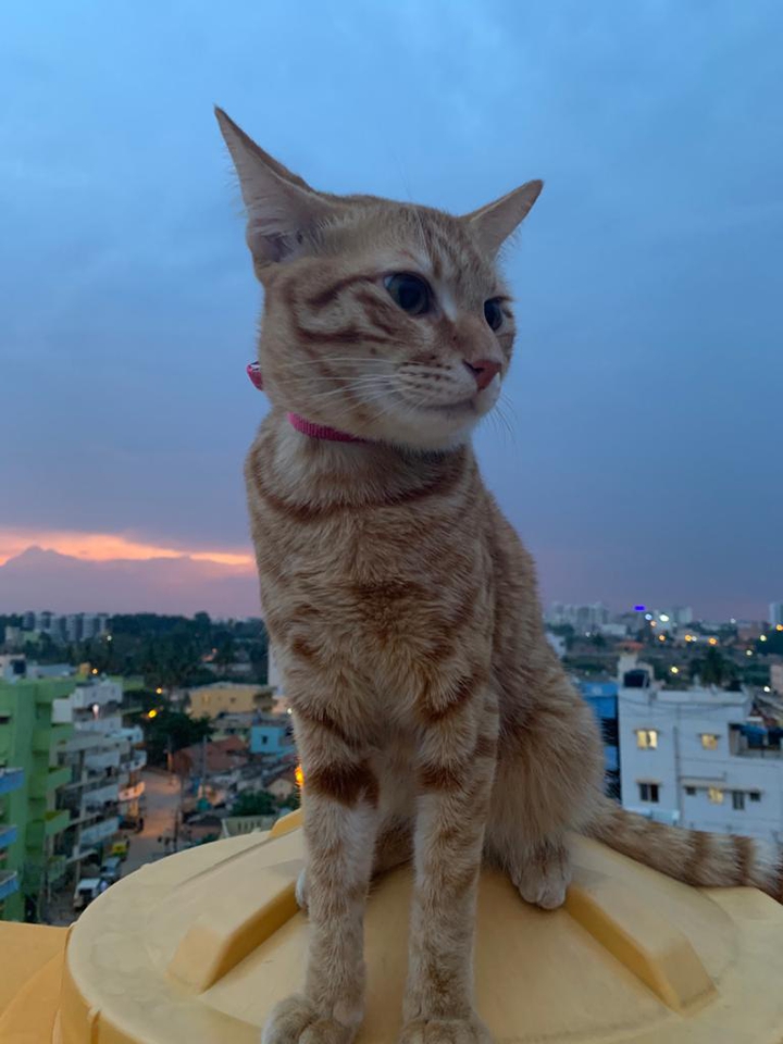 cat