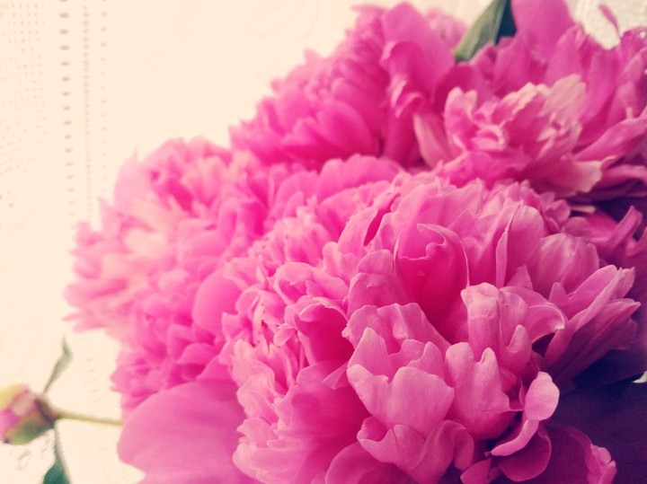 Pink tenderness