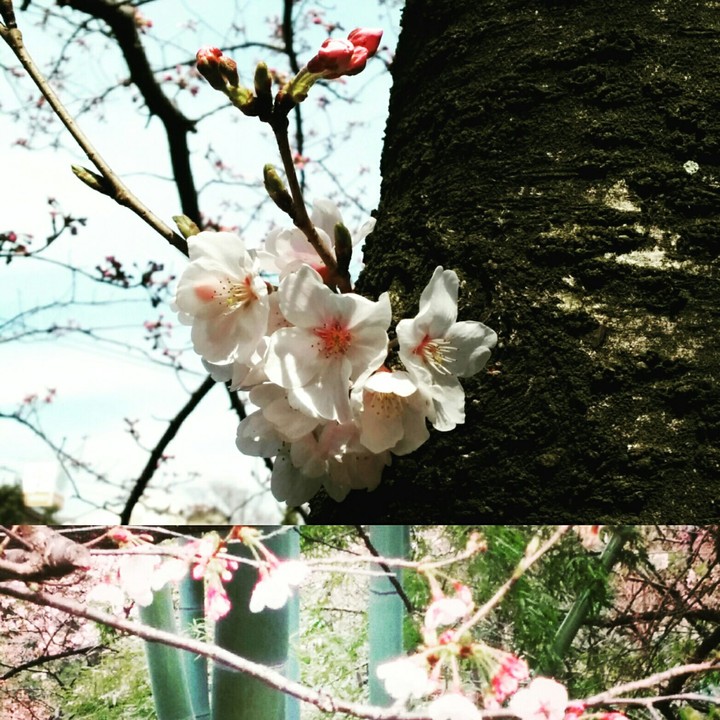 Cherry and sky