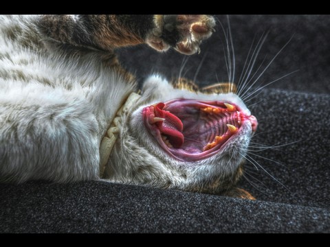 tired cat