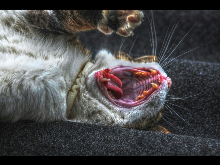 tired cat