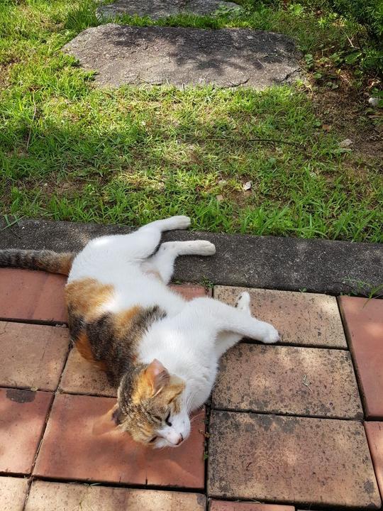 cat
