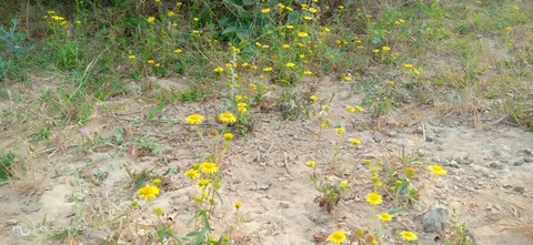 Our farm