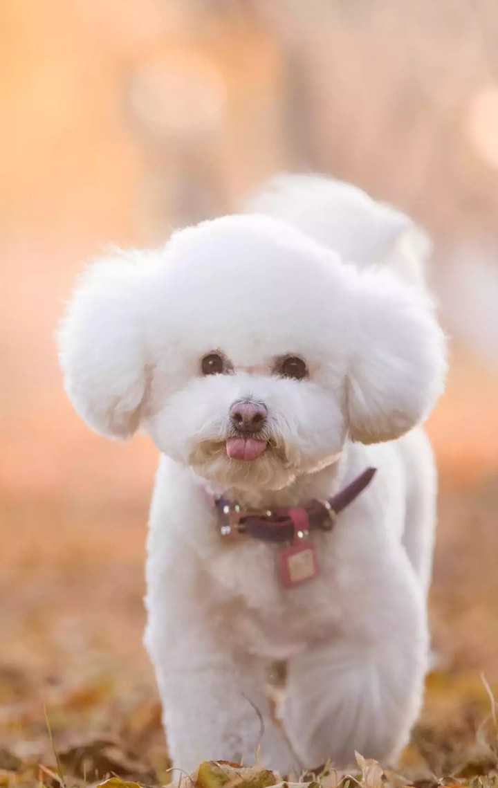 cute puppy,  Doggy Pics