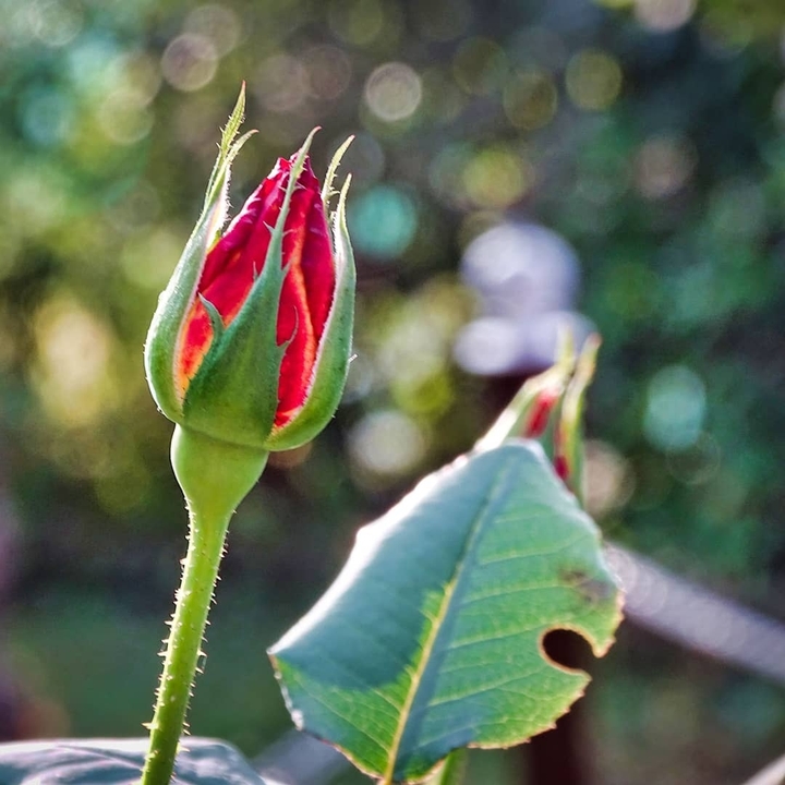 Red Rose