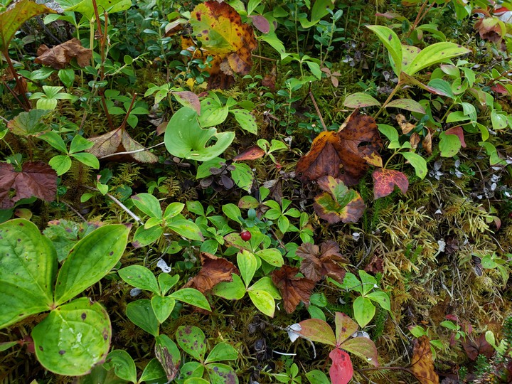fall foliage