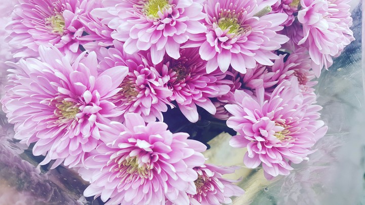 Purple flowers