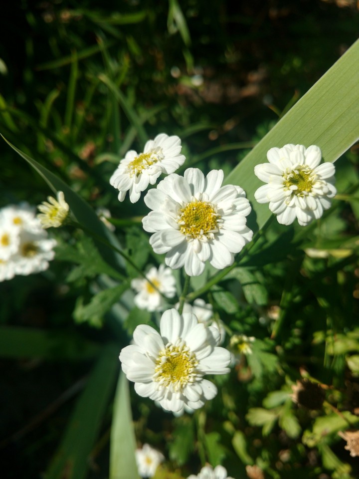 white flowers