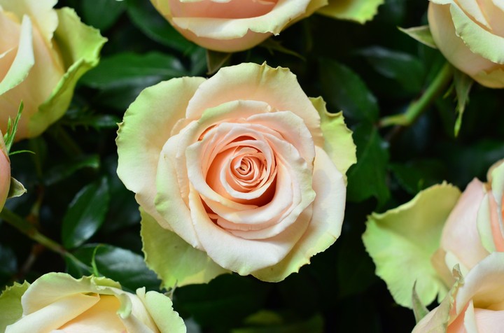 rosa