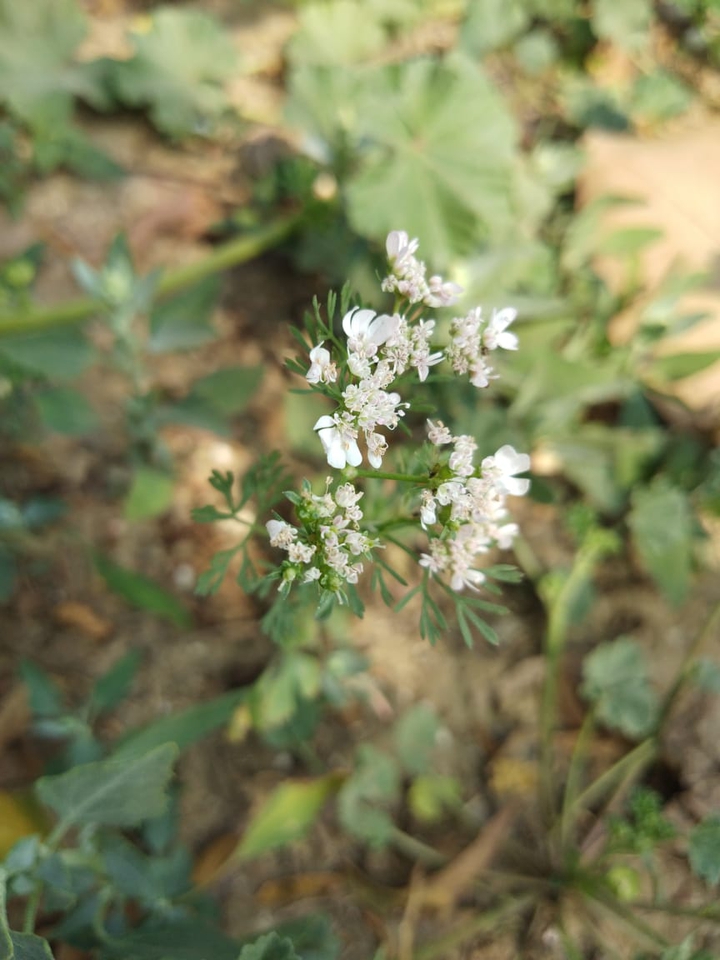 white flower