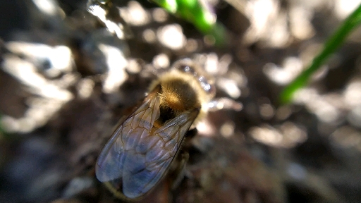 bee