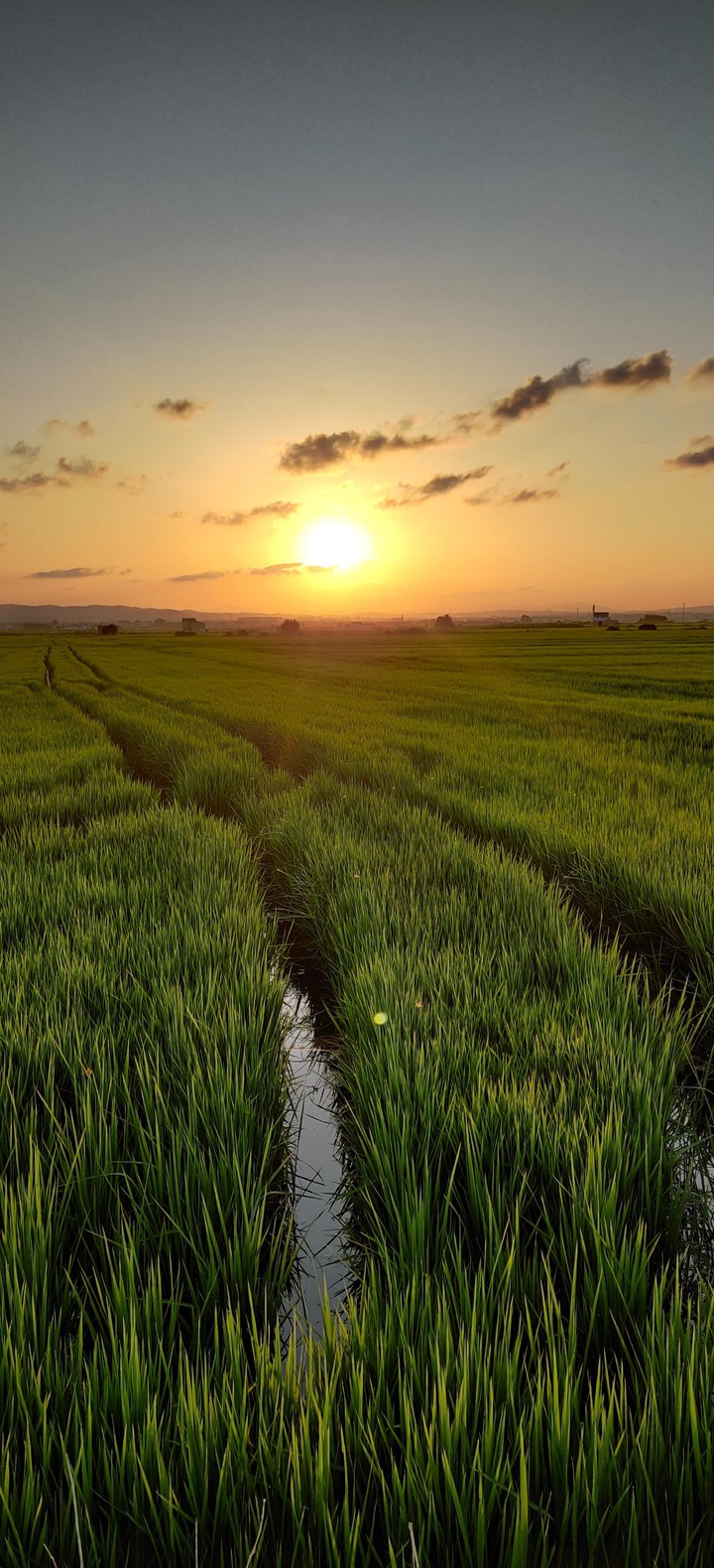 Sunset (Albufera - Valencia)