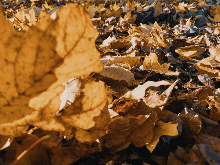 autumn mood