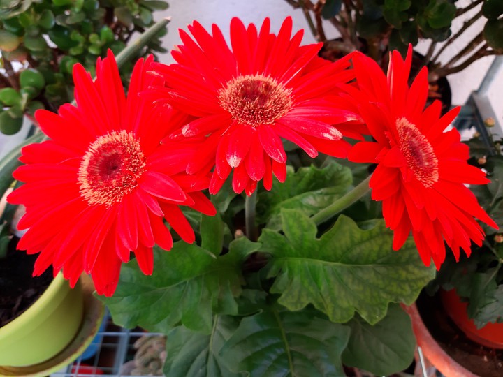 fiori