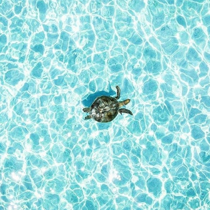 Tiny turtle