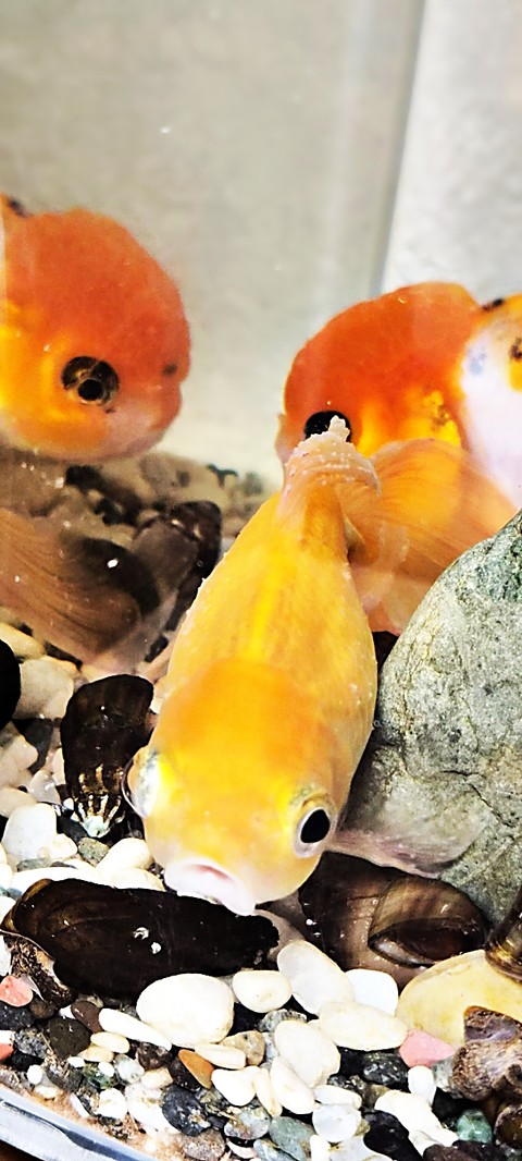 Orange, Fin achtergronden