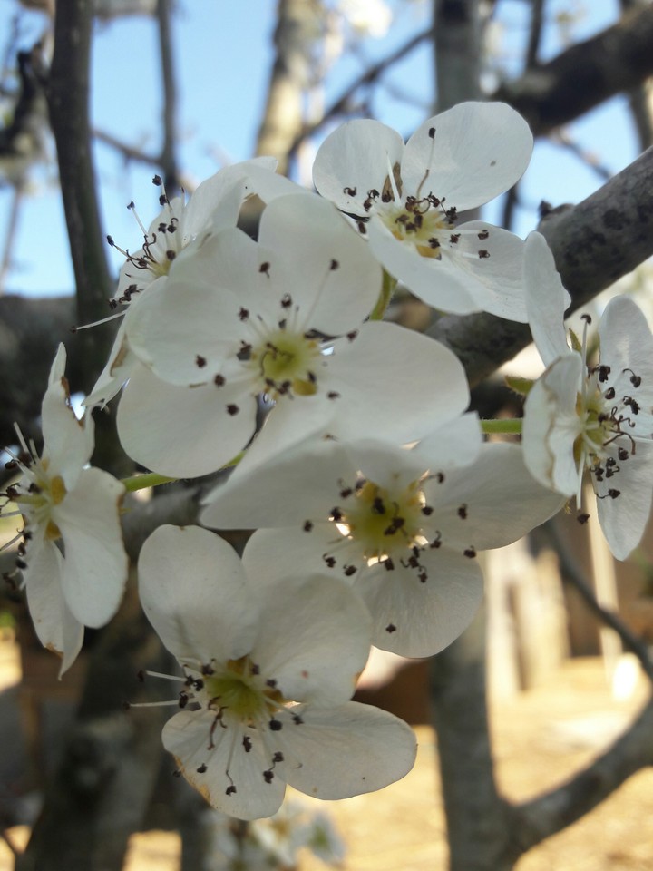 flor da pêreira