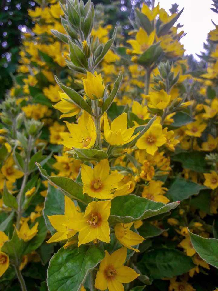 yellow flowers