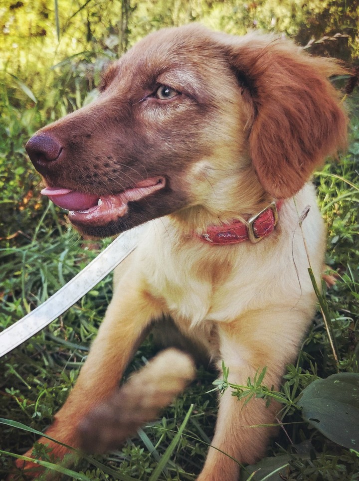 dog