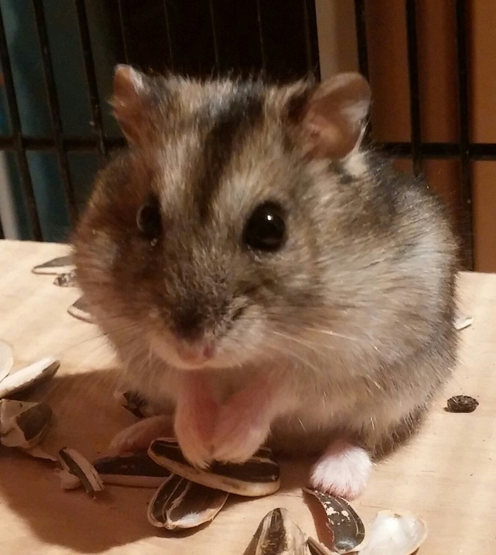 Mázli ❤