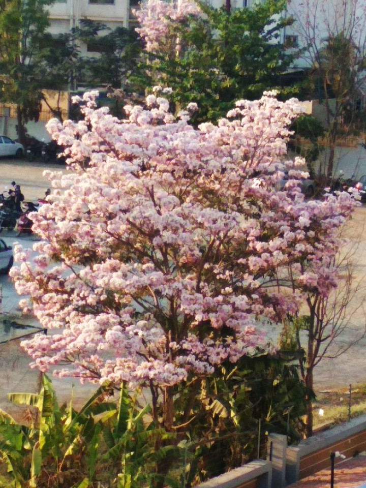 pretty cherry blossom