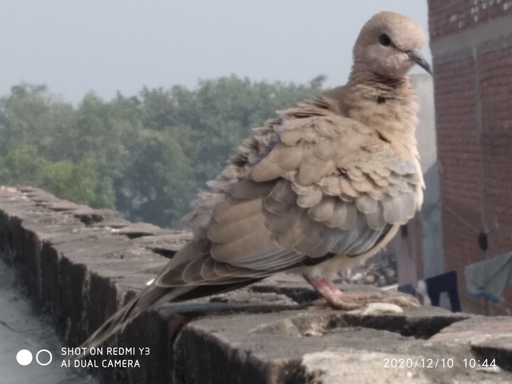 bird