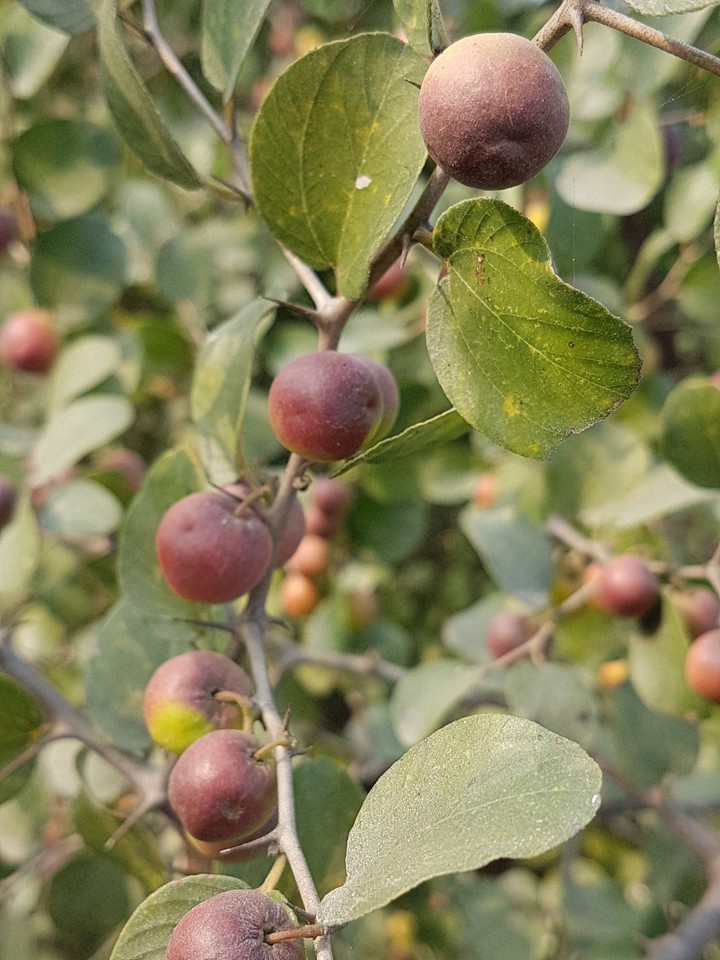 Nature Fruits