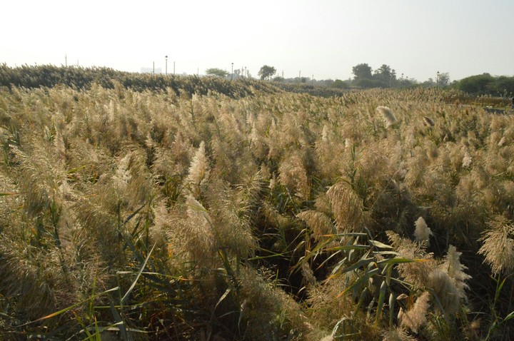 Beautiful Wild Grass