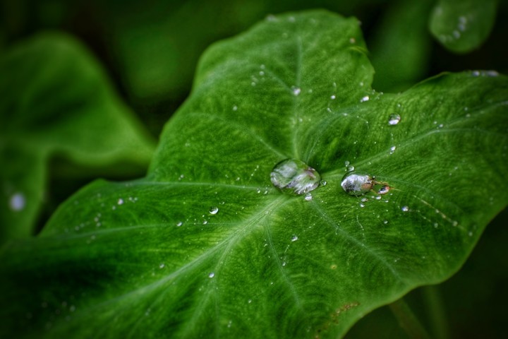 leaves