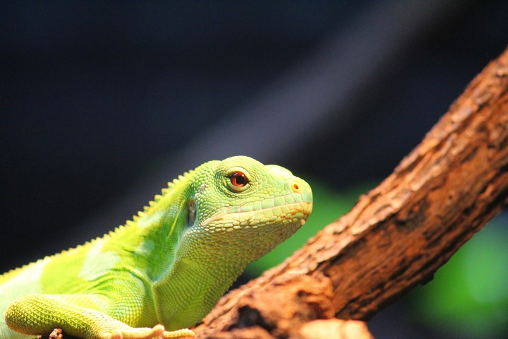 Beautiful Chameleon, Singapore Zoo