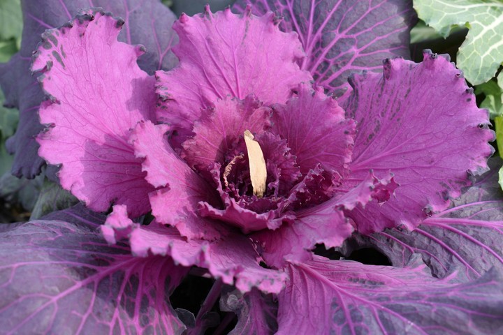 purple plant