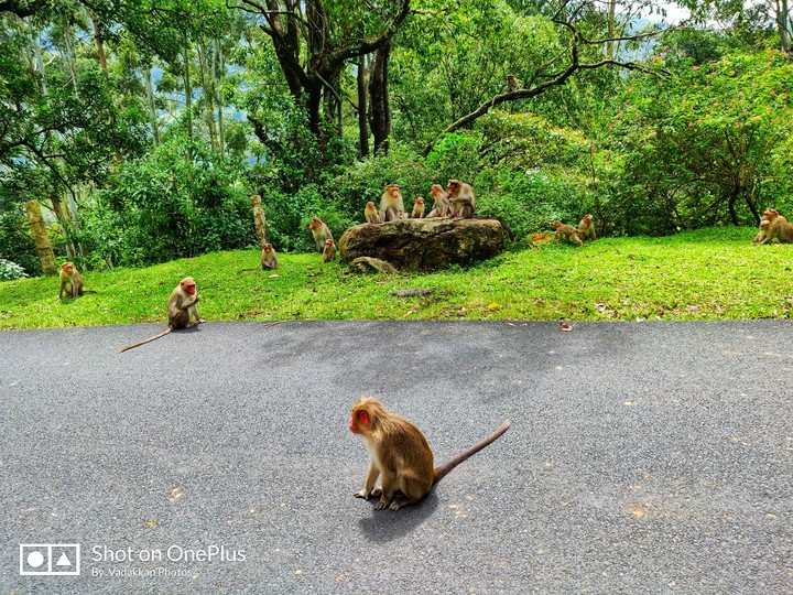 munnar forest range