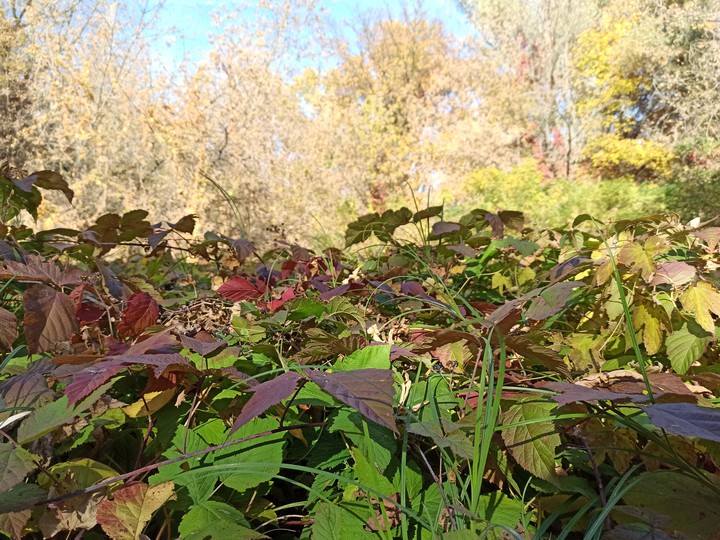 autumn