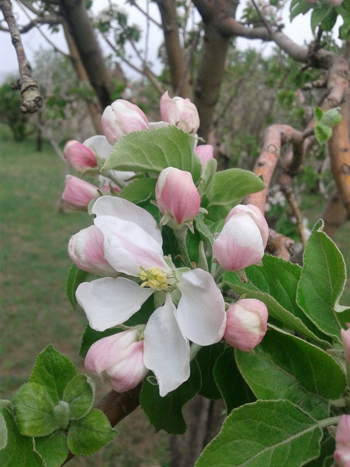 spring